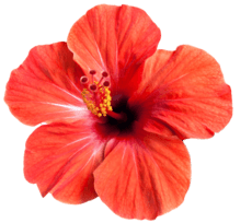 Ekstrakt cvijeta hibiskusa